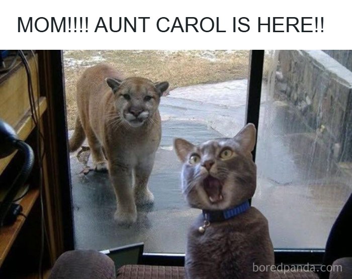 The Funniest Animal Memes That'll Totally Make Your Day