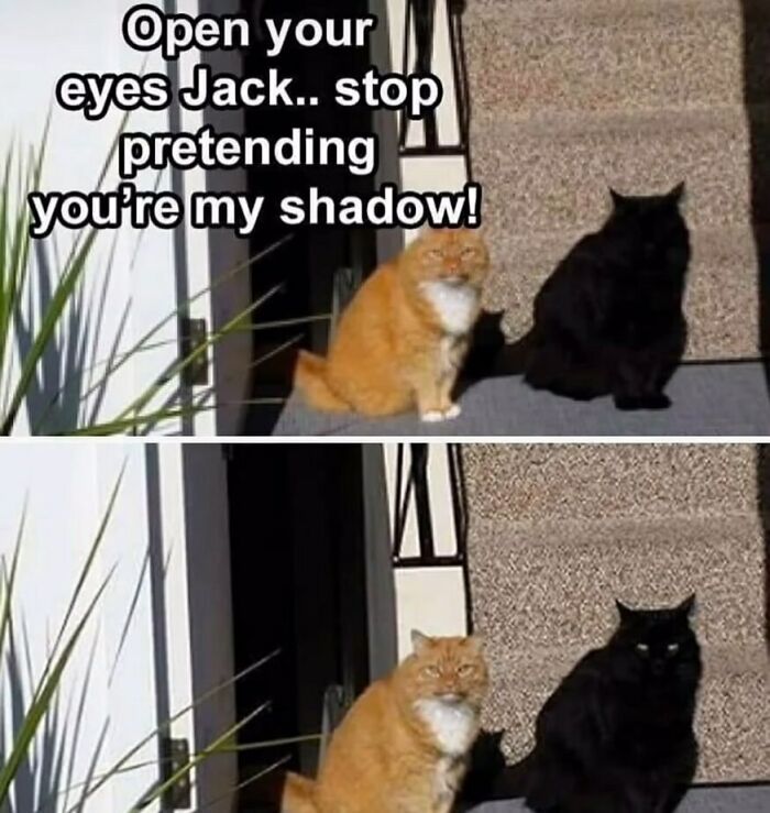 The Funniest Animal Memes That'll Totally Make Your Day