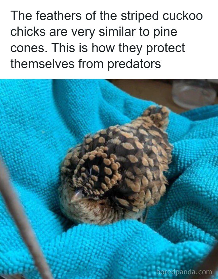 The Funniest Animal Memes That'll Totally Make Your Day