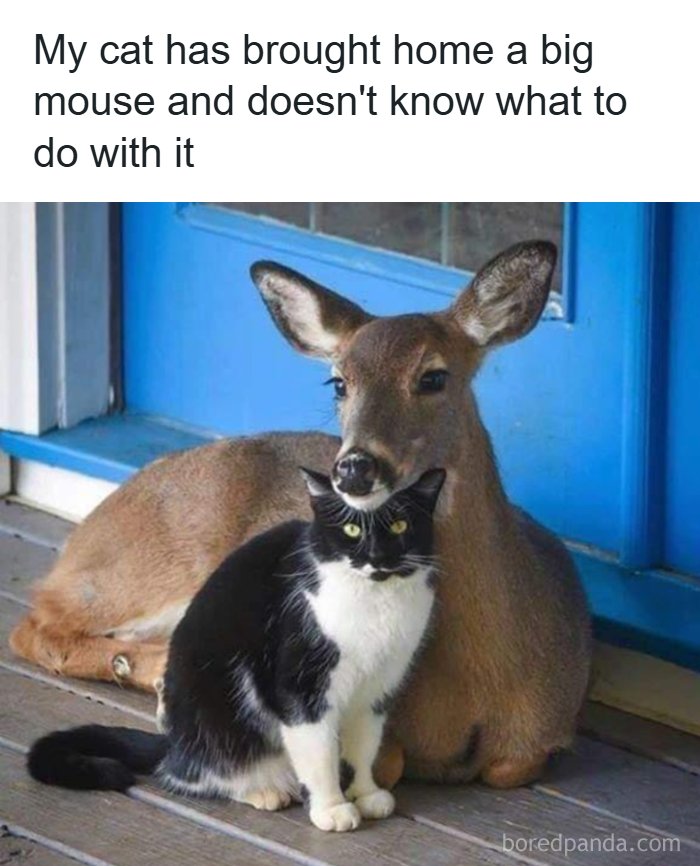 The Funniest Animal Memes That'll Totally Make Your Day