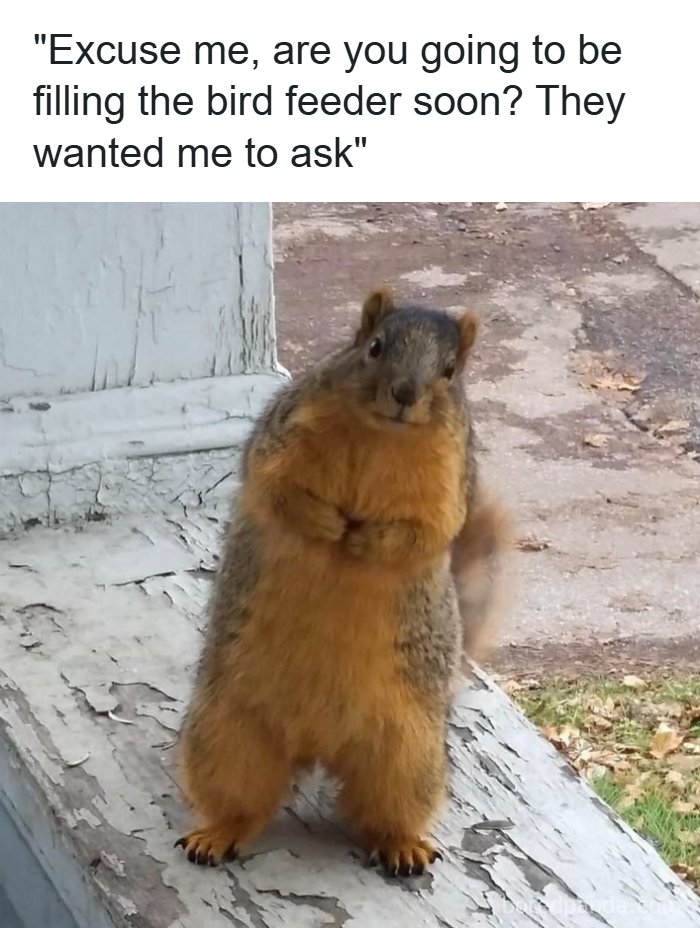 The Funniest Animal Memes That'll Totally Make Your Day