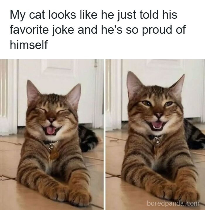 The Funniest Animal Memes That'll Totally Make Your Day