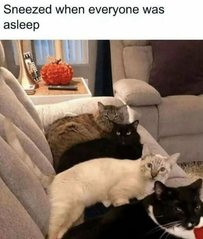 The Funniest Animal Memes That'll Totally Make Your Day