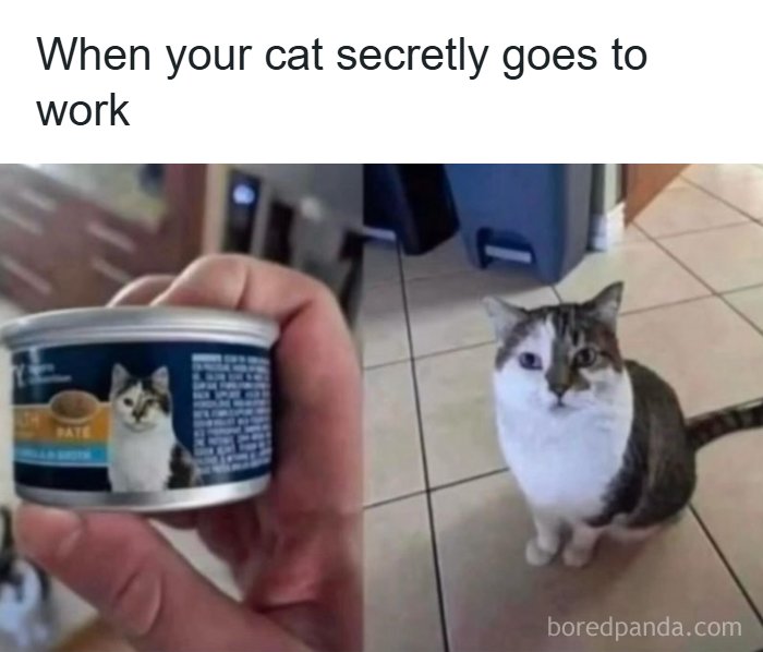 The Funniest Animal Memes That'll Totally Make Your Day