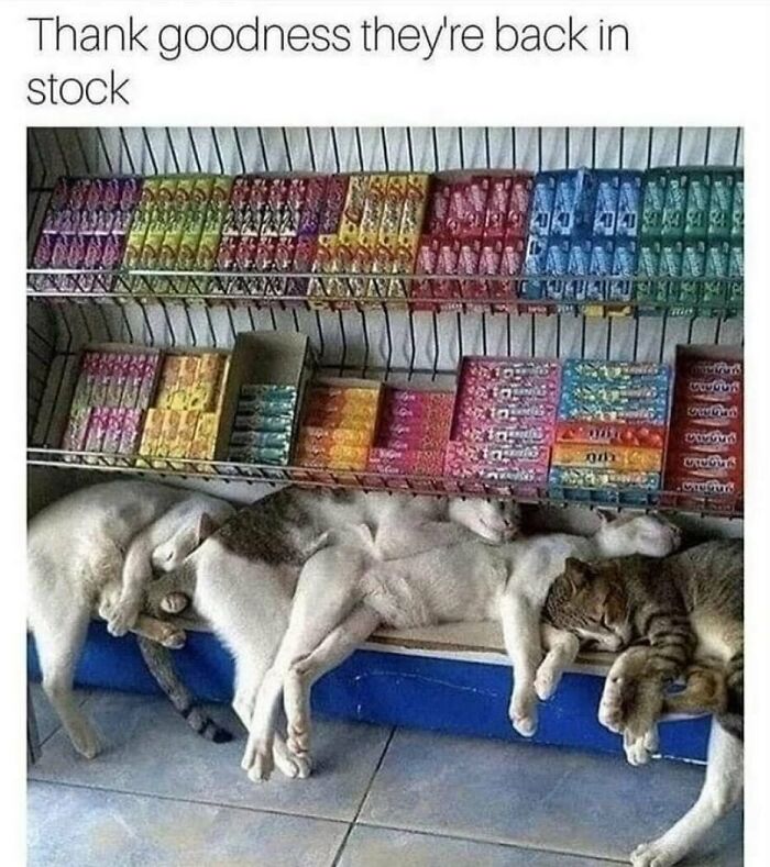 The Funniest Animal Memes That'll Totally Make Your Day