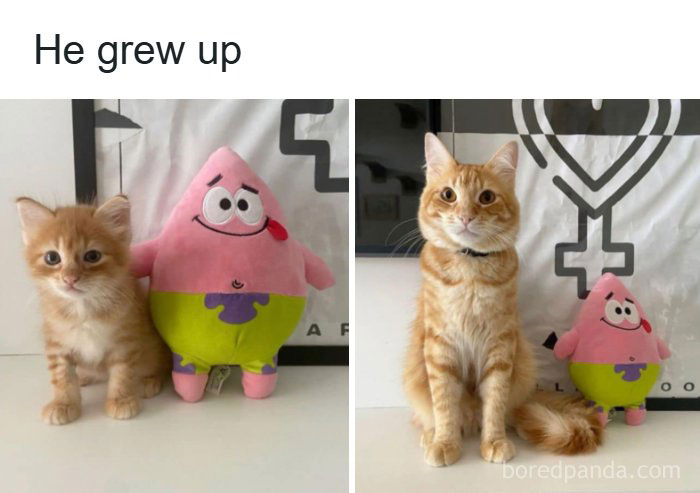 The Funniest Animal Memes That'll Totally Make Your Day