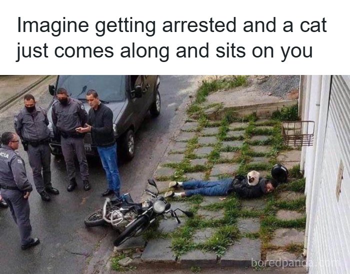 The Funniest Animal Memes That'll Totally Make Your Day