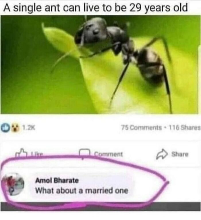 The Funniest Animal Memes That'll Totally Make Your Day