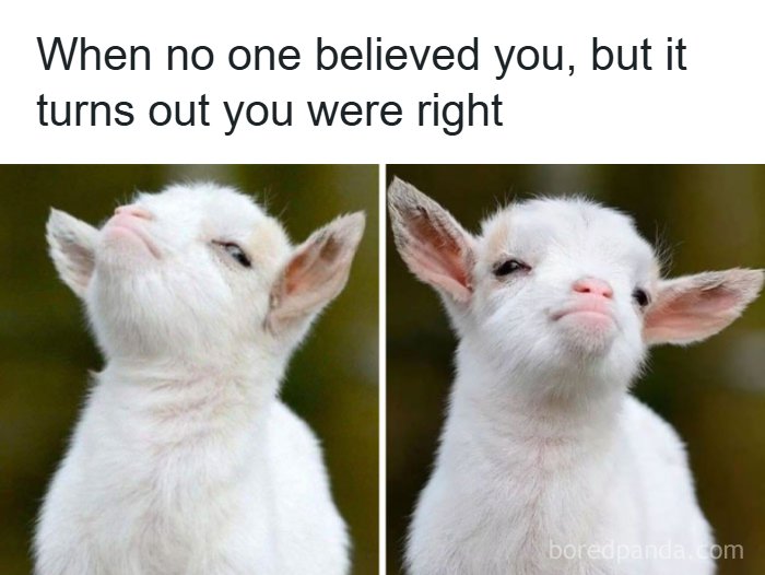 The Funniest Animal Memes That'll Totally Make Your Day
