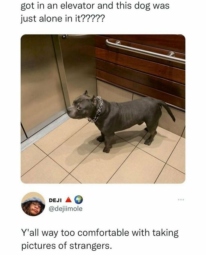 The Funniest Animal Memes That'll Totally Make Your Day