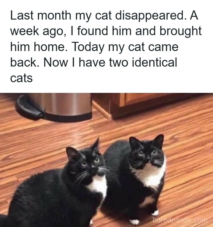 The Funniest Animal Memes That'll Totally Make Your Day