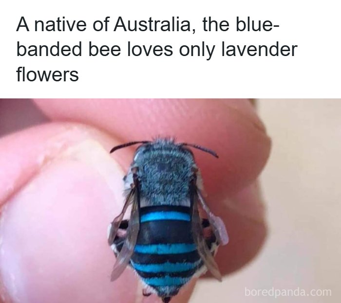 The Funniest Animal Memes That'll Totally Make Your Day