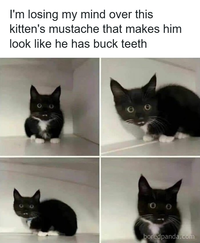 The Funniest Animal Memes That'll Totally Make Your Day