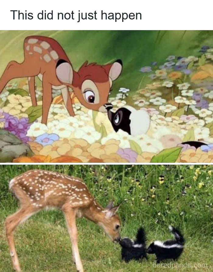 The Funniest Animal Memes That'll Totally Make Your Day