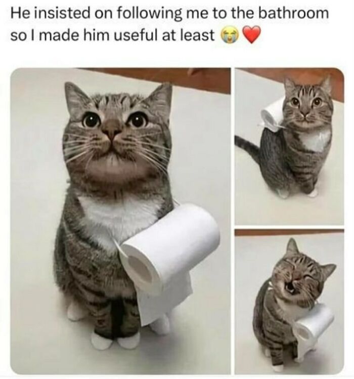 The Funniest Animal Memes That'll Totally Make Your Day