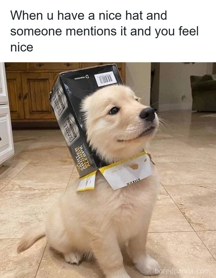 The Funniest Animal Memes That'll Totally Make Your Day