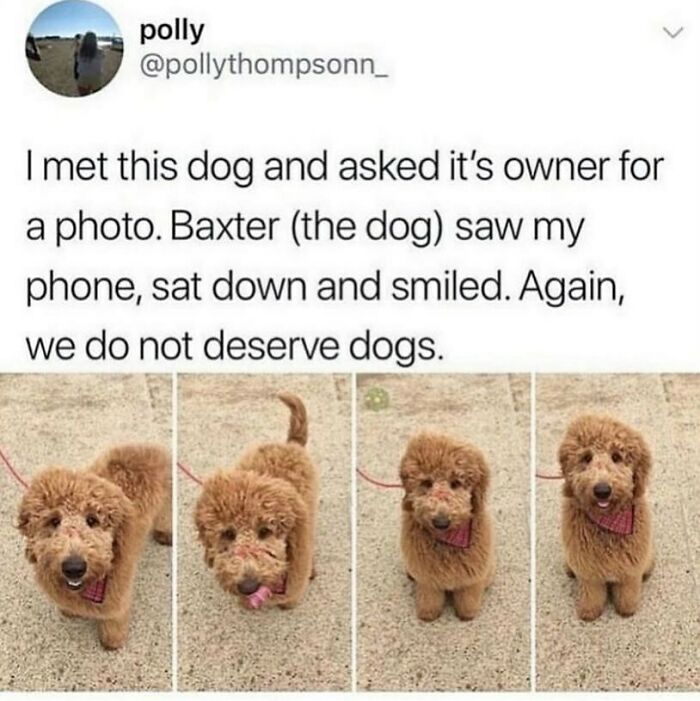 The Funniest Animal Memes That'll Totally Make Your Day
