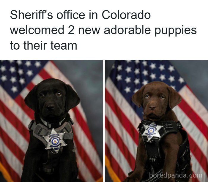 The Funniest Animal Memes That'll Totally Make Your Day