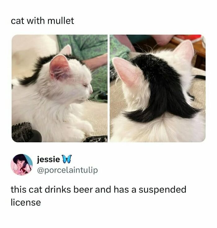 The Funniest Animal Memes That'll Totally Make Your Day