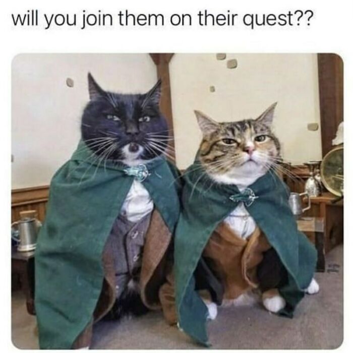 The Funniest Animal Memes That'll Totally Make Your Day