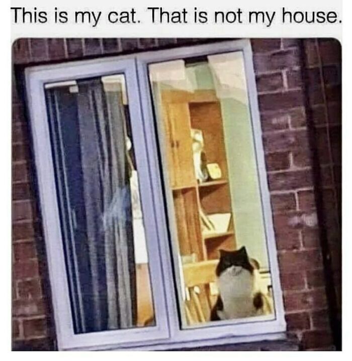 The Funniest Animal Memes That'll Totally Make Your Day