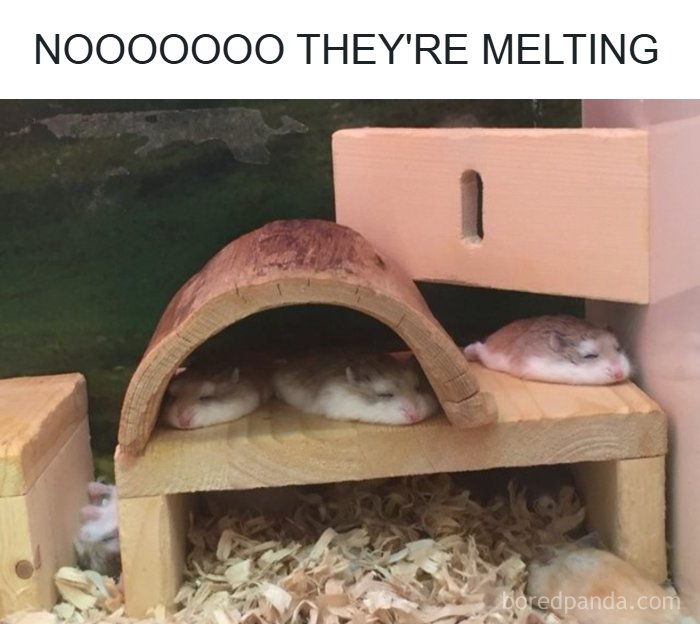 The Funniest Animal Memes That'll Totally Make Your Day
