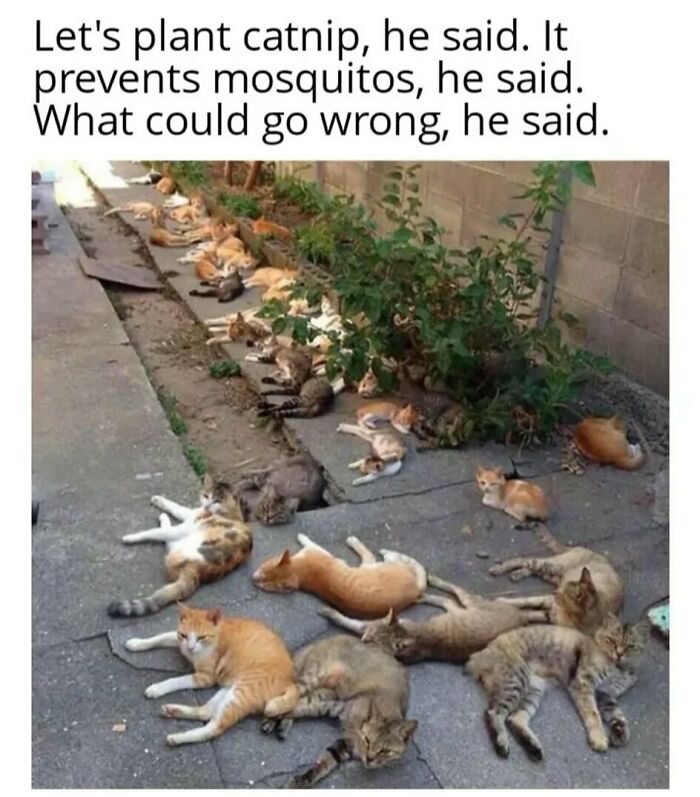 The Funniest Animal Memes That'll Totally Make Your Day