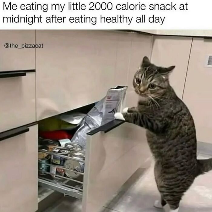 The Funniest Animal Memes That'll Totally Make Your Day