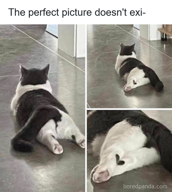 The Funniest Animal Memes That'll Totally Make Your Day