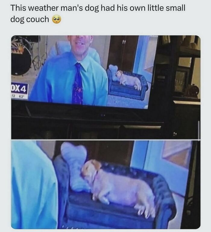 The Funniest Animal Memes That'll Totally Make Your Day