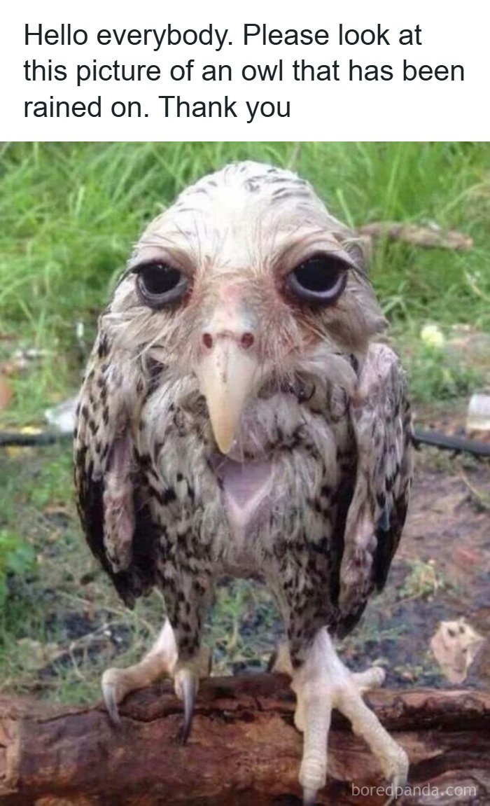 The Funniest Animal Memes That'll Totally Make Your Day