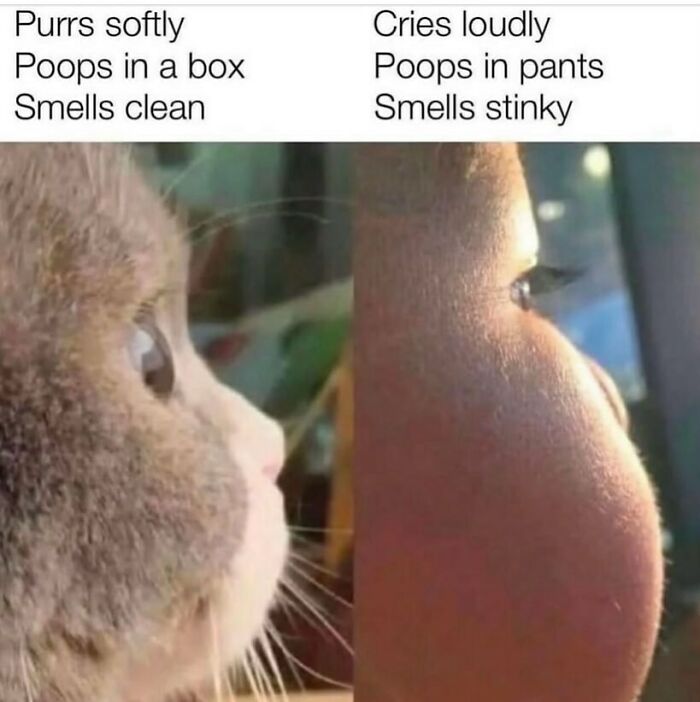 The Funniest Animal Memes That'll Totally Make Your Day