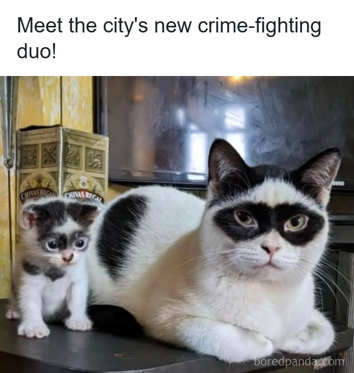The Funniest Animal Memes That'll Totally Make Your Day