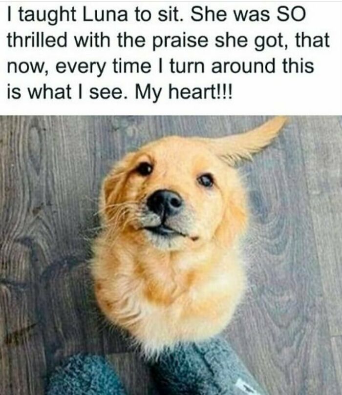 The Funniest Animal Memes That'll Totally Make Your Day