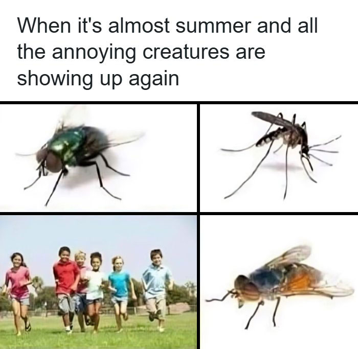 The Funniest Animal Memes That'll Totally Make Your Day
