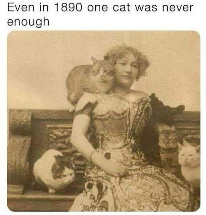 The Funniest Animal Memes That'll Totally Make Your Day