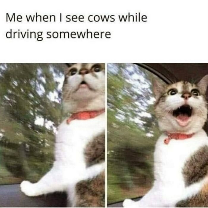 The Funniest Animal Memes That'll Totally Make Your Day