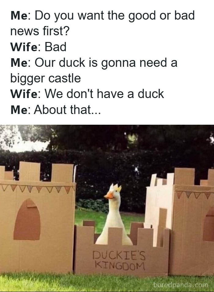 The Funniest Animal Memes That'll Totally Make Your Day