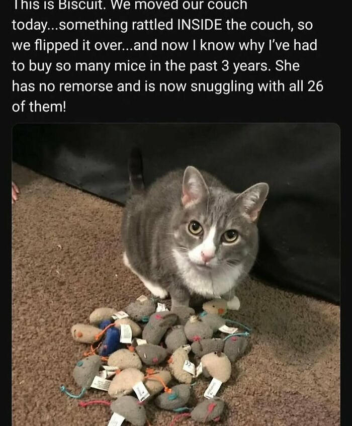 The Funniest Animal Memes That'll Totally Make Your Day