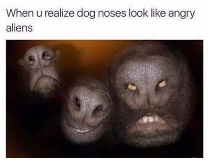 The Funniest Animal Memes That'll Totally Make Your Day