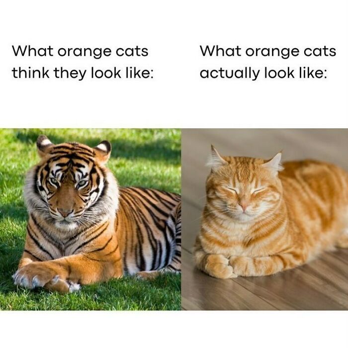 The Funniest Animal Memes That'll Totally Make Your Day
