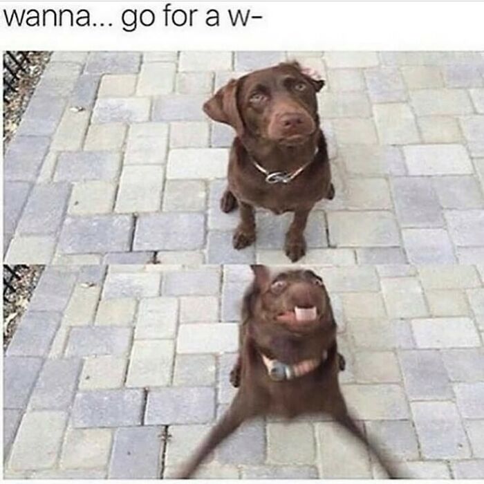 The Funniest Animal Memes That'll Totally Make Your Day