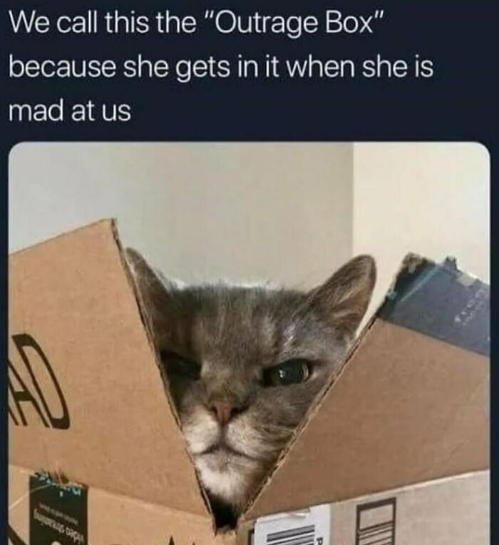The Funniest Animal Memes That'll Totally Make Your Day