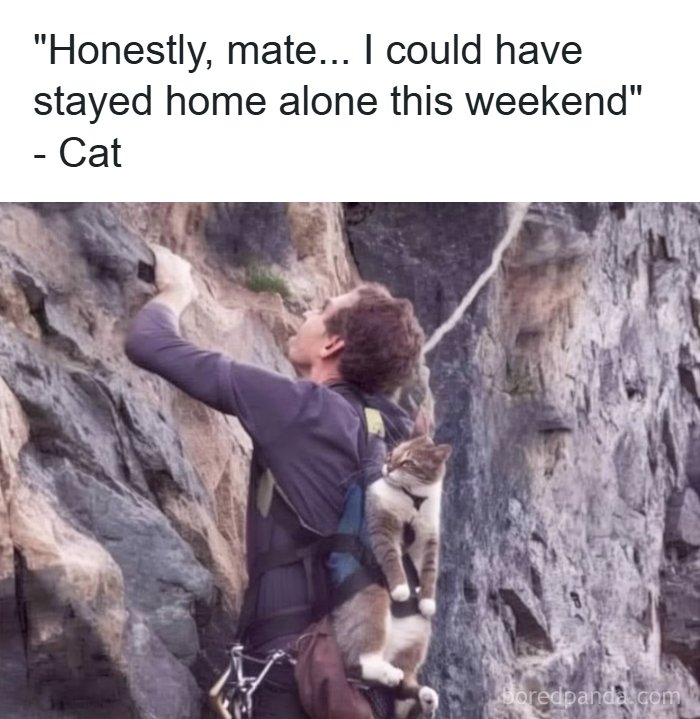The Funniest Animal Memes That'll Totally Make Your Day