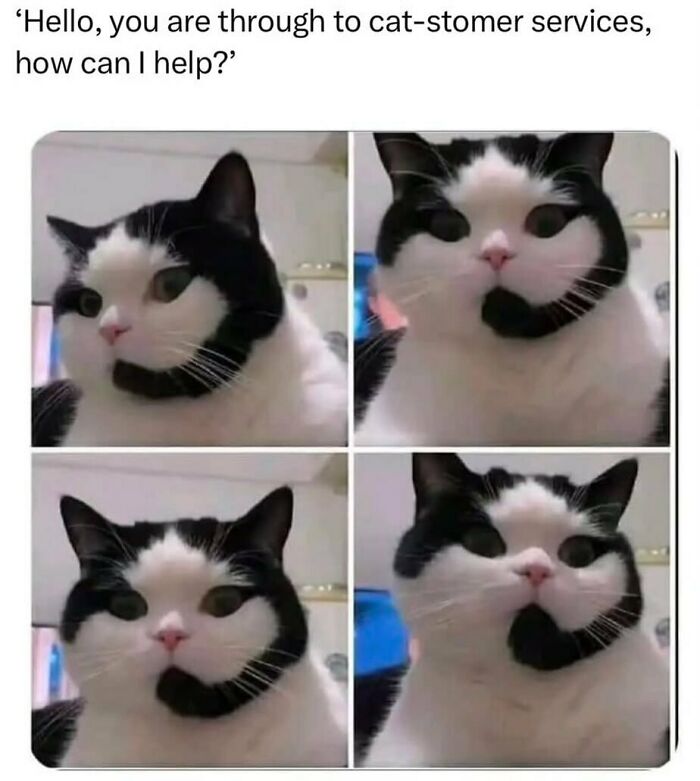 The Funniest Animal Memes That'll Totally Make Your Day