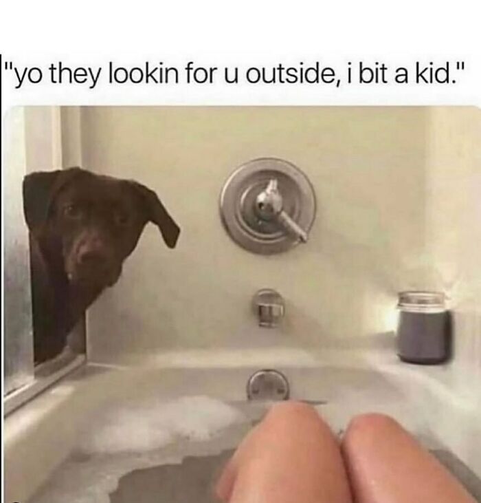 The Funniest Animal Memes That'll Totally Make Your Day