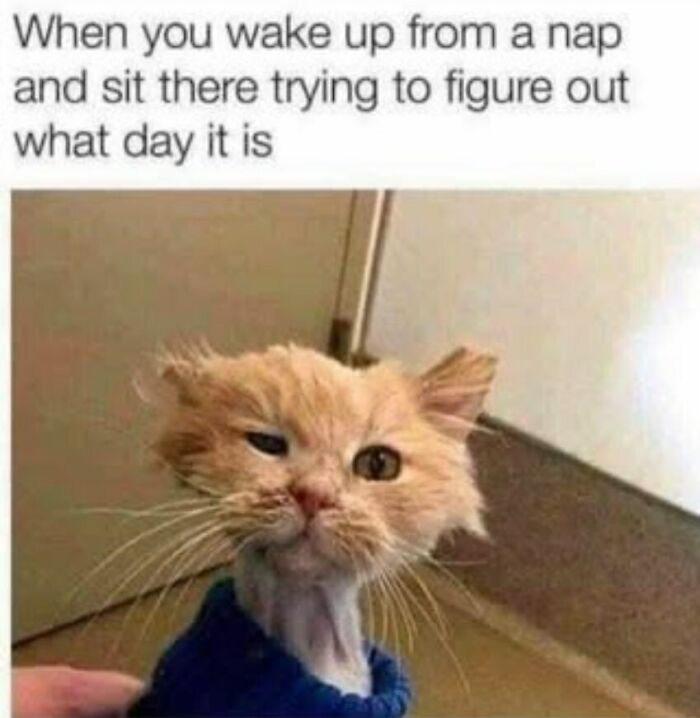 The Funniest Animal Memes That'll Totally Make Your Day