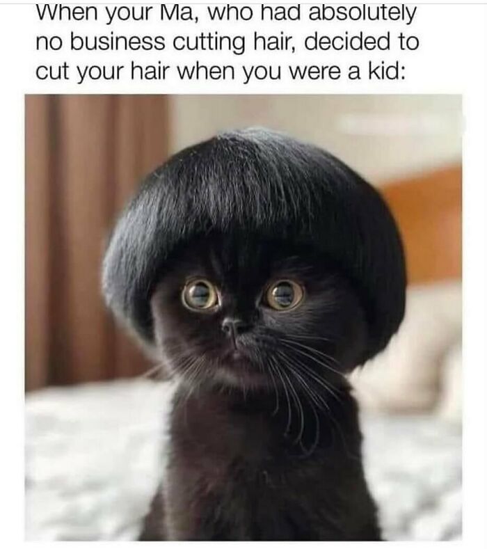 The Funniest Animal Memes That'll Totally Make Your Day