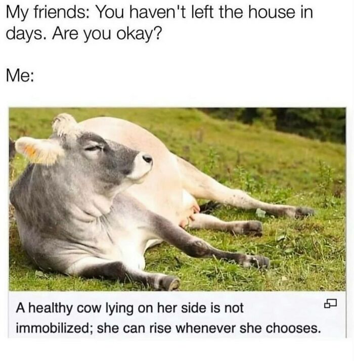 The Funniest Animal Memes That'll Totally Make Your Day