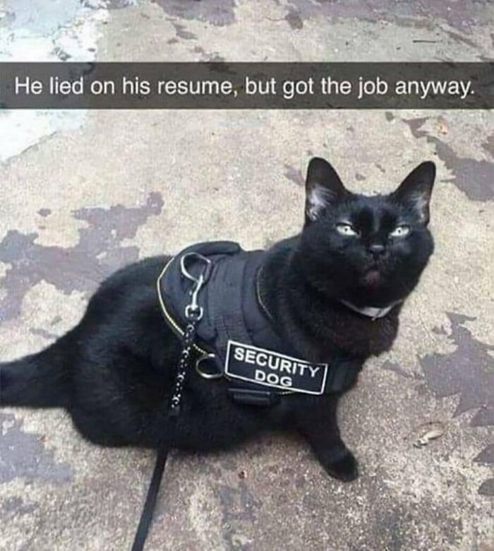 The Funniest Animal Memes That'll Totally Make Your Day
